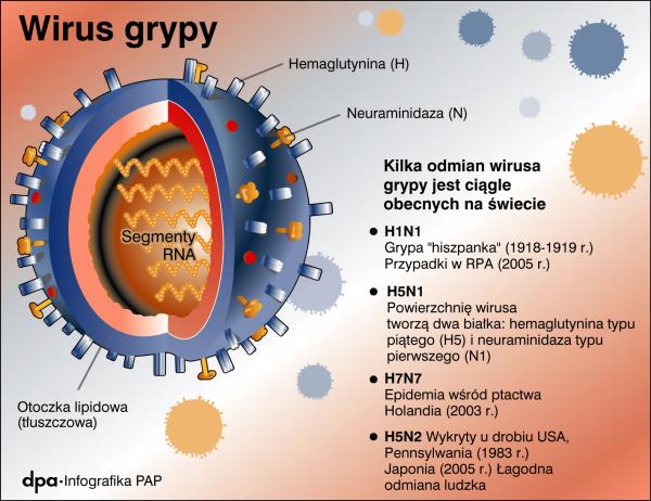 wirusgrypy_jpg.jpg