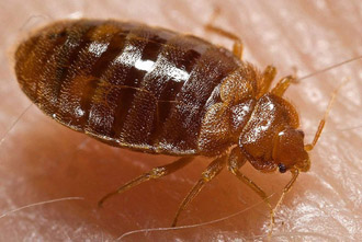 Bed_bug_Cimex_lectularius.jpg