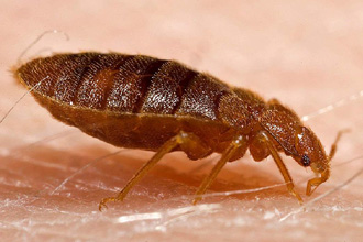 Adult_bed_bug_Cimex_lectularius.jpg