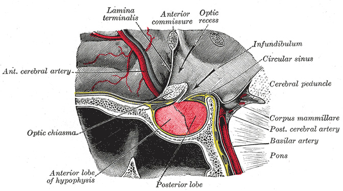 Gray1180.jpg